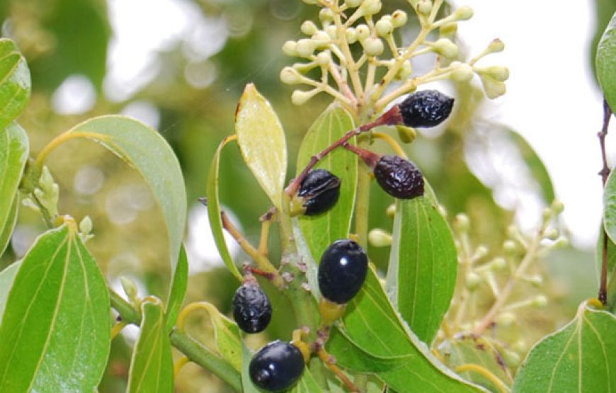 Tanshikar Spice Plantation Tour